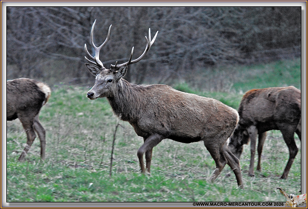 CERF